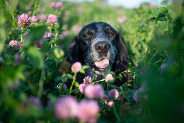 dog in Pembrokeshire Capel Colman Cottages Pembrokeshire